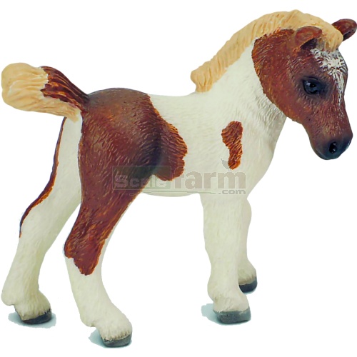 Falabella Foal
