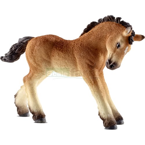 Ardennes Foal