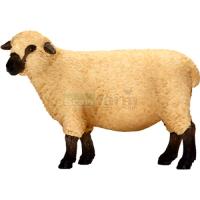 Preview Shropshire Sheep