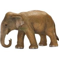 Preview Asian Elephant, Female
