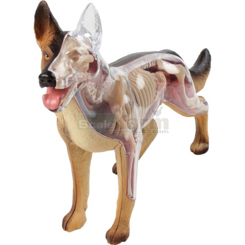 X-Ray Dog Anatomy Model
