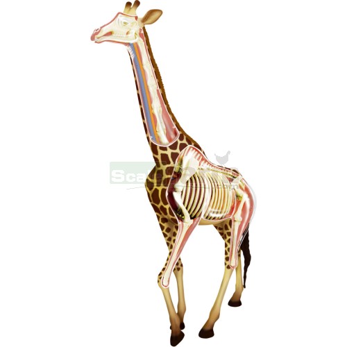 X-Ray Giraffe Anatomy Model
