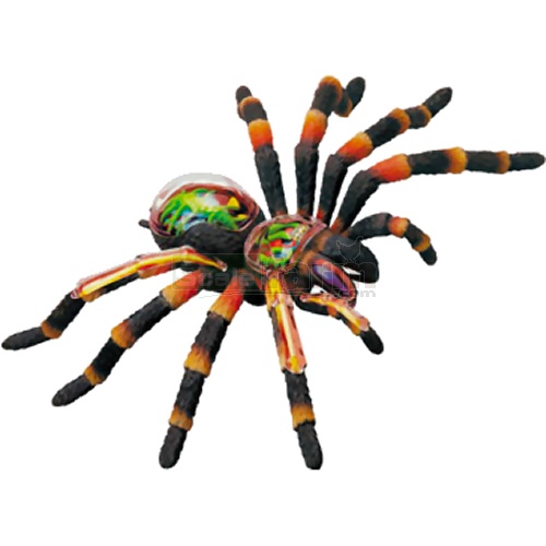 X-Ray Tarantula Spider Anatomy Model