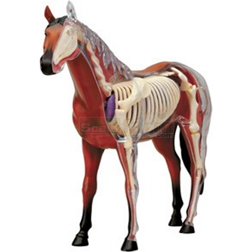 X-Ray Horse Anatomy Model