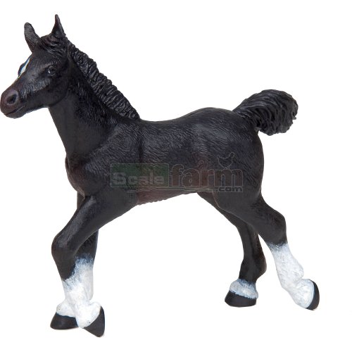 Anglo-Arabian Foal, Black