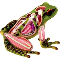 Preview X-Ray Frog Anatomy Model