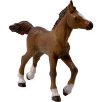 Preview Anglo-Arabian Foal