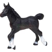 Preview Anglo-Arabian Foal, Black