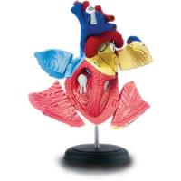 Preview Human Heart Anatomy Model