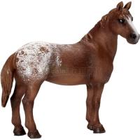 Preview Appaloosa Mare
