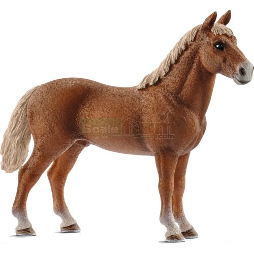 Morgan Horse Stallion