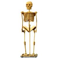 Preview Human Skeleton Woodcraft Construction Kit