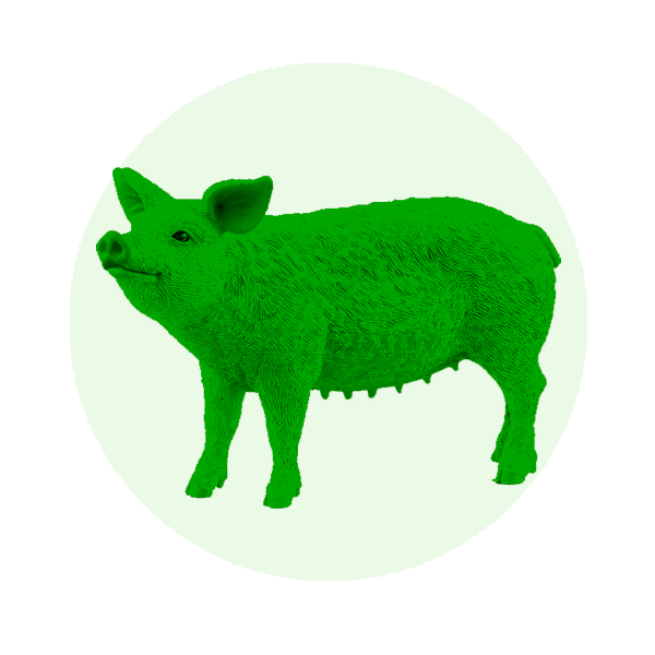 Pigs, sheep, goats, alpaca and donkeys