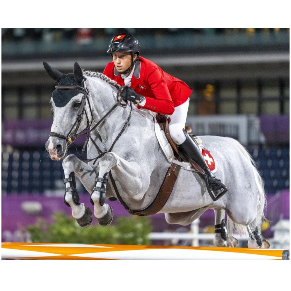 Clooney 51 - Champion Show Jumper - Image 2
