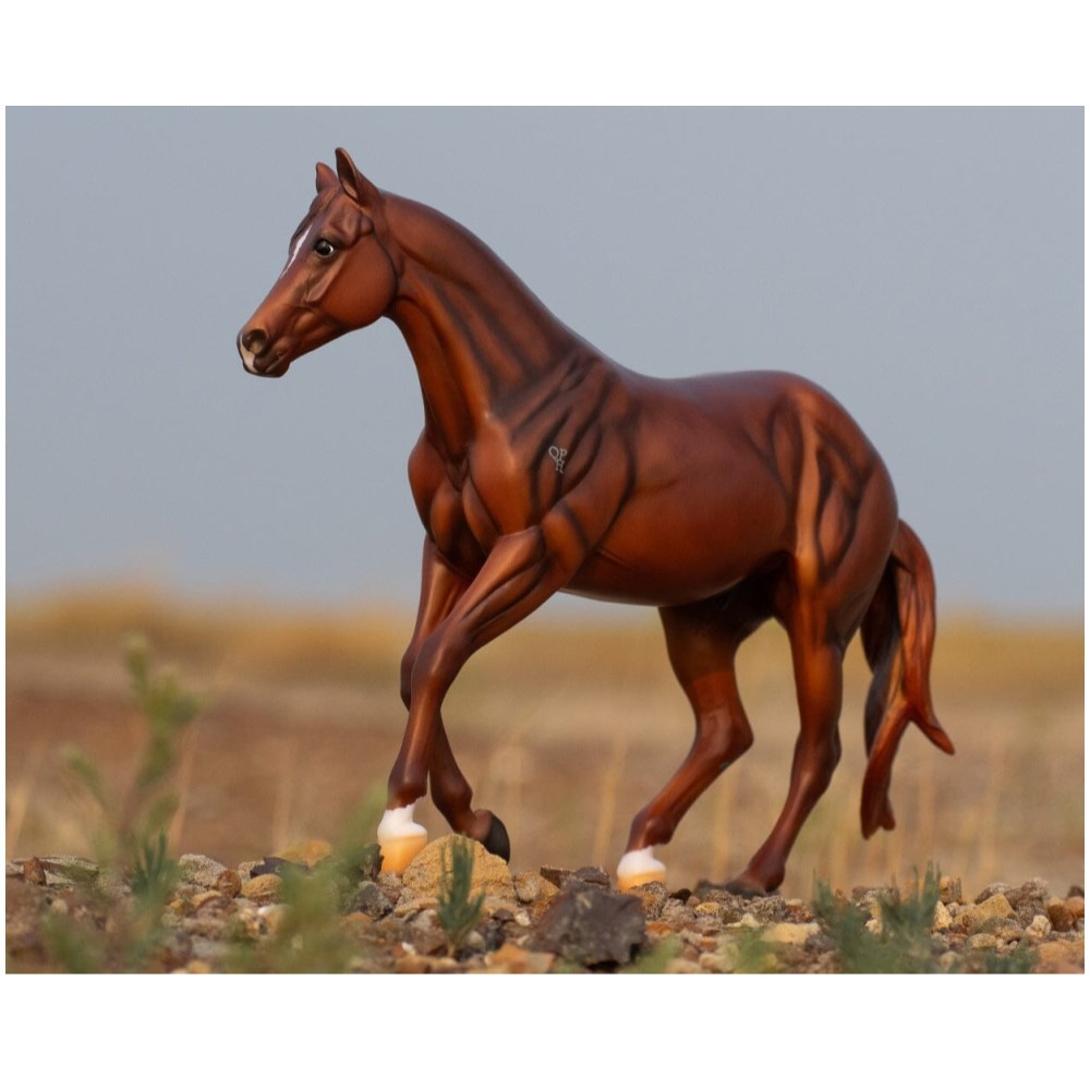 Quietway Spinabbey - Australian Stock Horse - Image 1