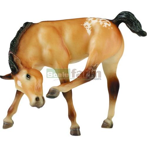 Buttercup - Appaloosa Foal