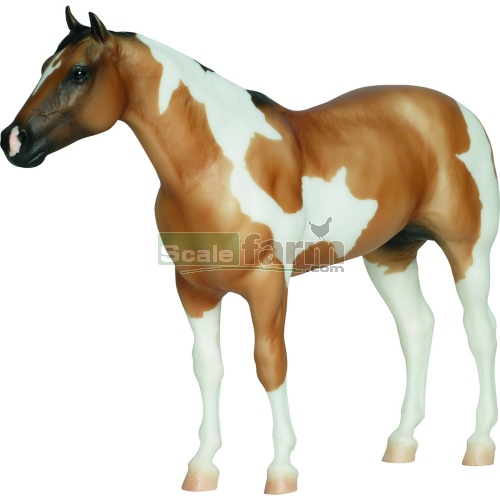 Banjo - American Paint Horse