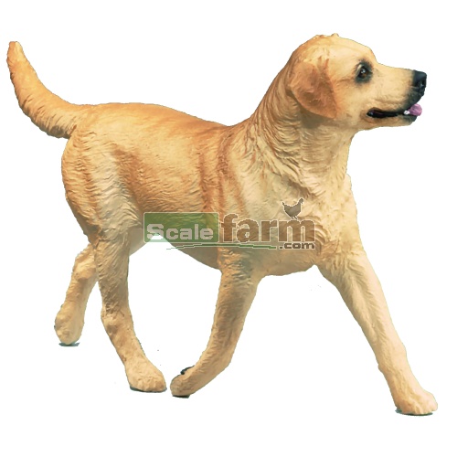 Labrador - Yellow