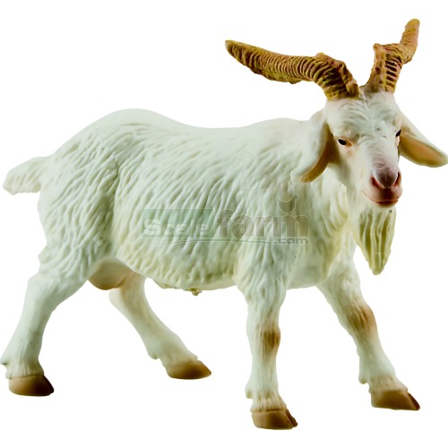 Goat - Male