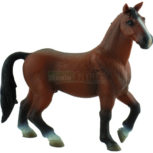 American Saddle Horse