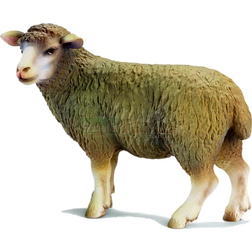 Sheep, standing
