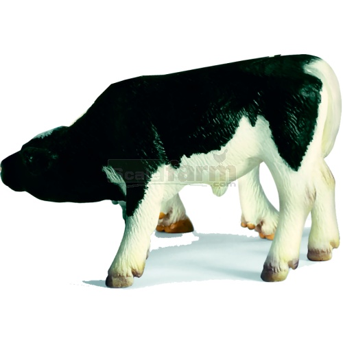 Holstein Calf, suckling