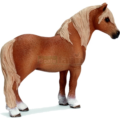 Dartmoor Pony Stallion