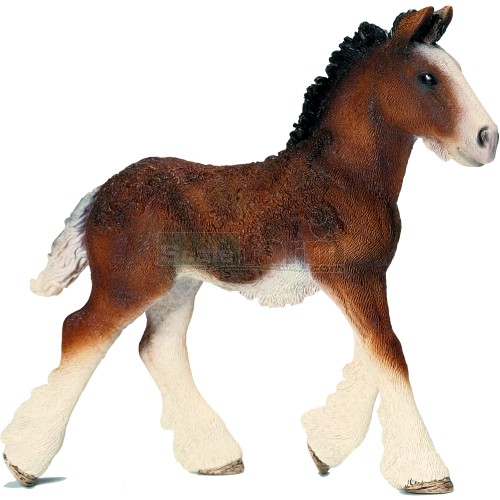 Shire Horse Foal