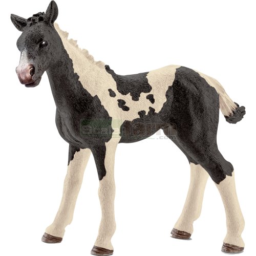 Pinto Foal