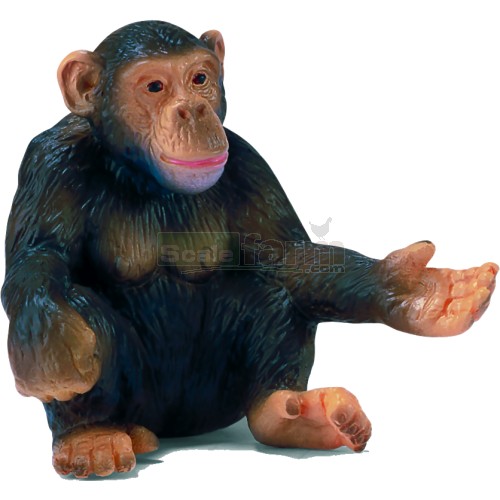 Chimpanzee, Female