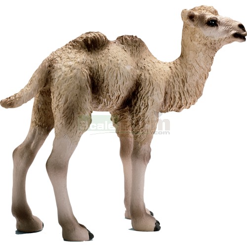 Camel Foal