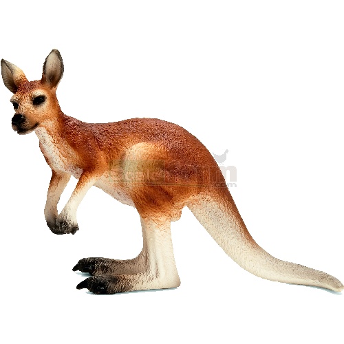Kangaroo, Male