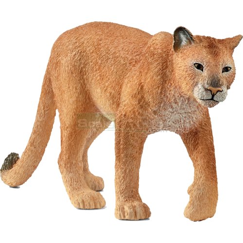 Mountain Lion (Cougar/Puma)