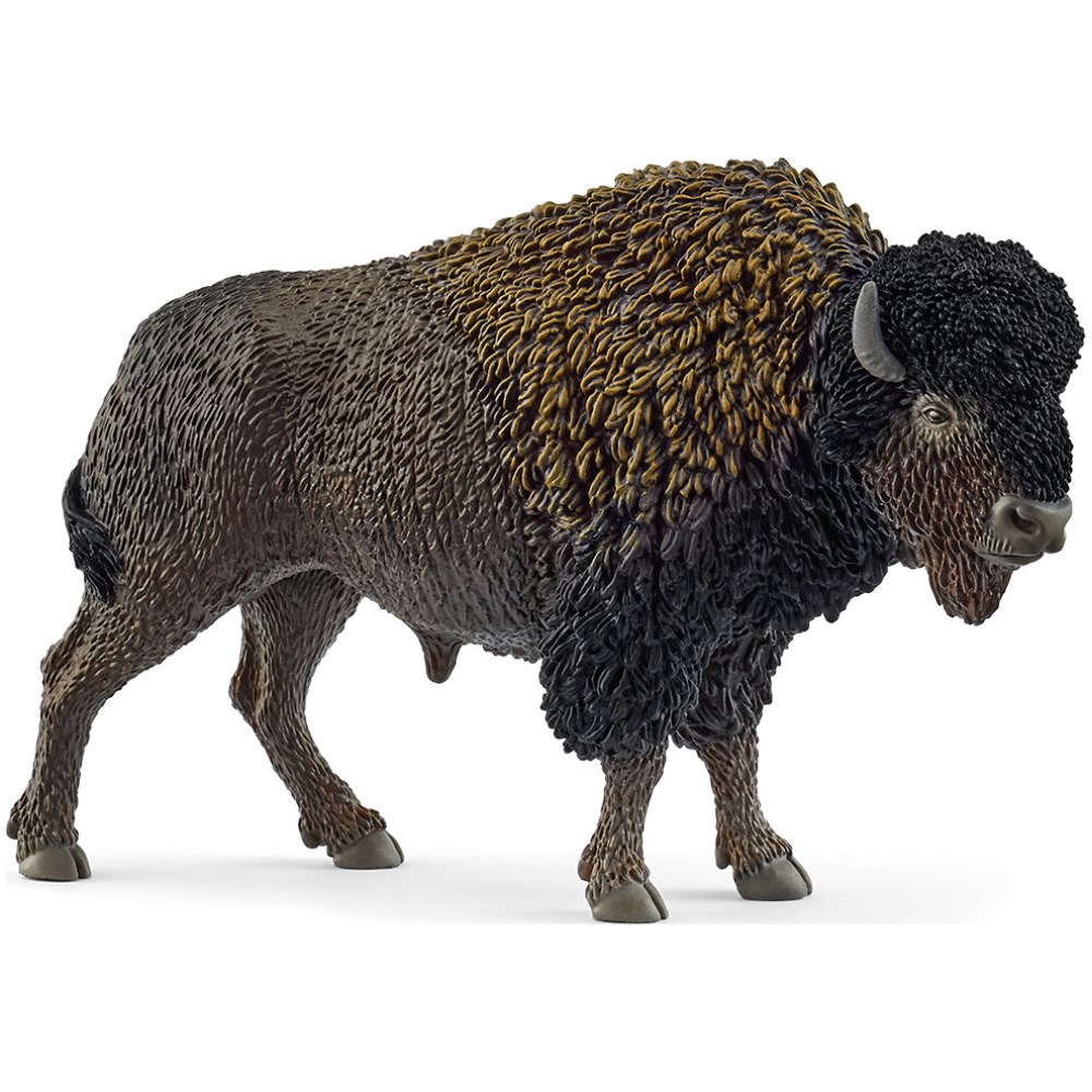 Bison