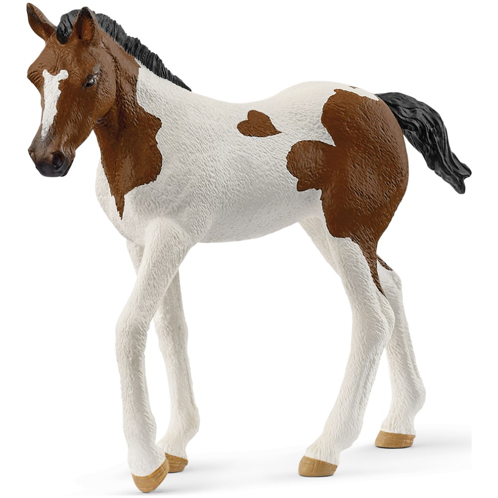 Paint Horse Foal