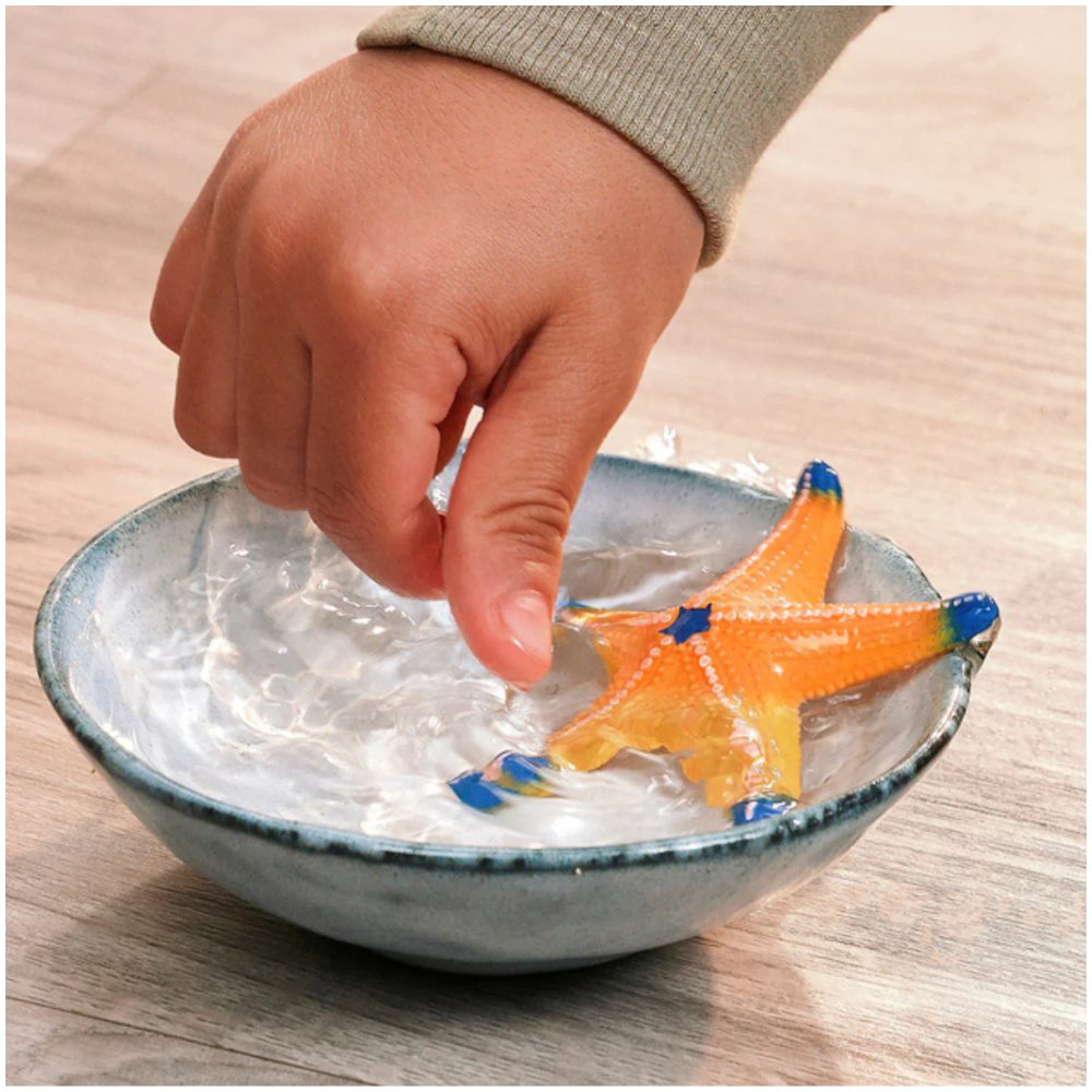 Starfish with Colour Change - Image 1