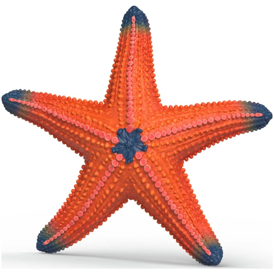 Starfish with Colour Change - Image 2