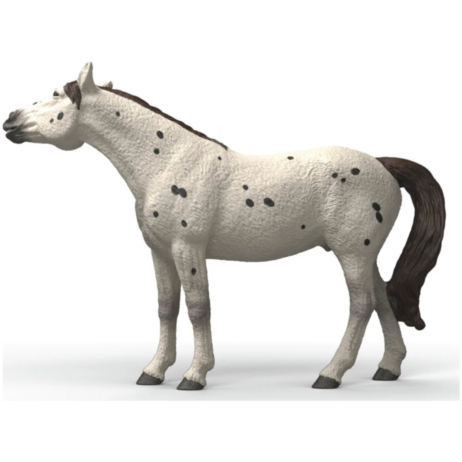 Knabstrupper Gelding - Image 4