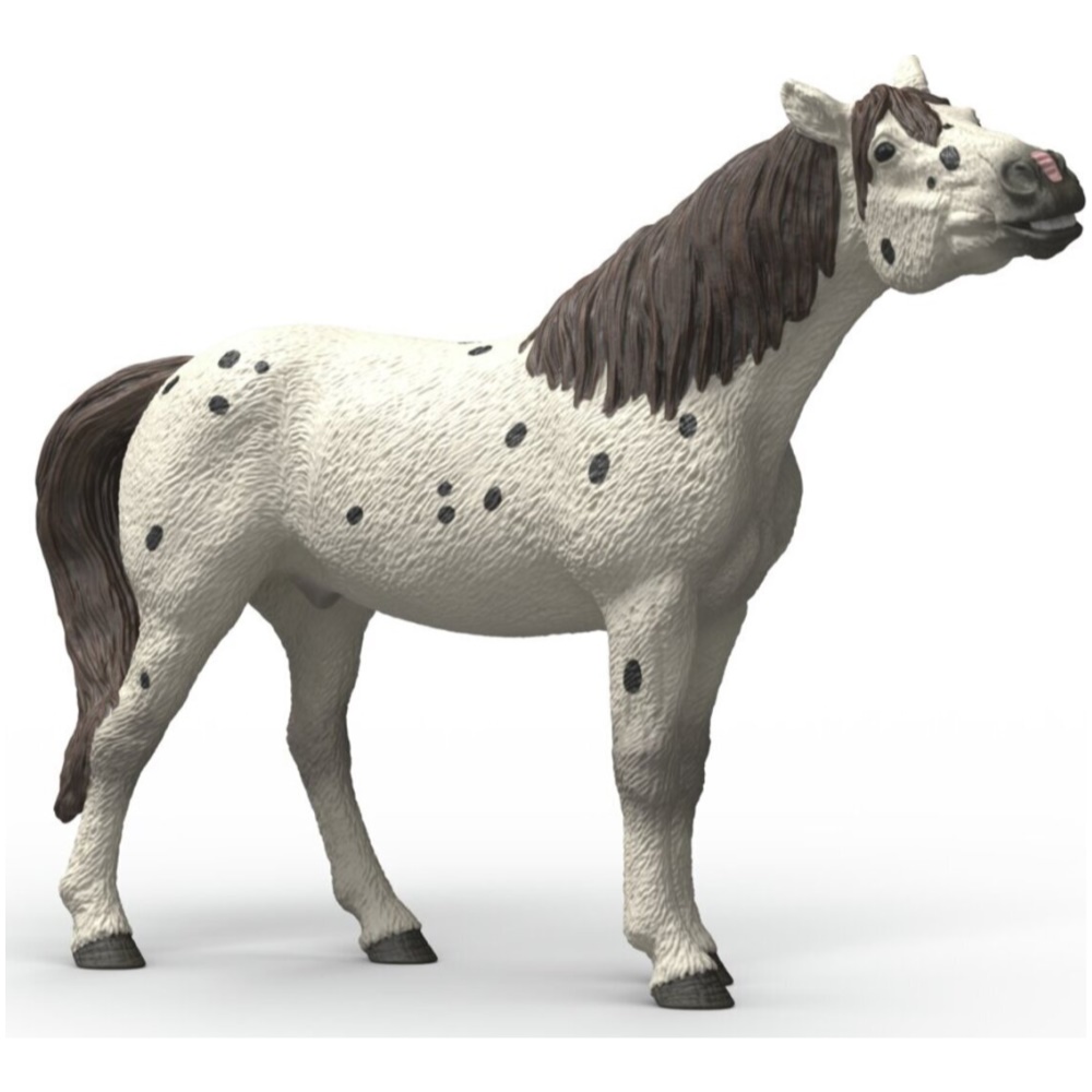 Knabstrupper Gelding
