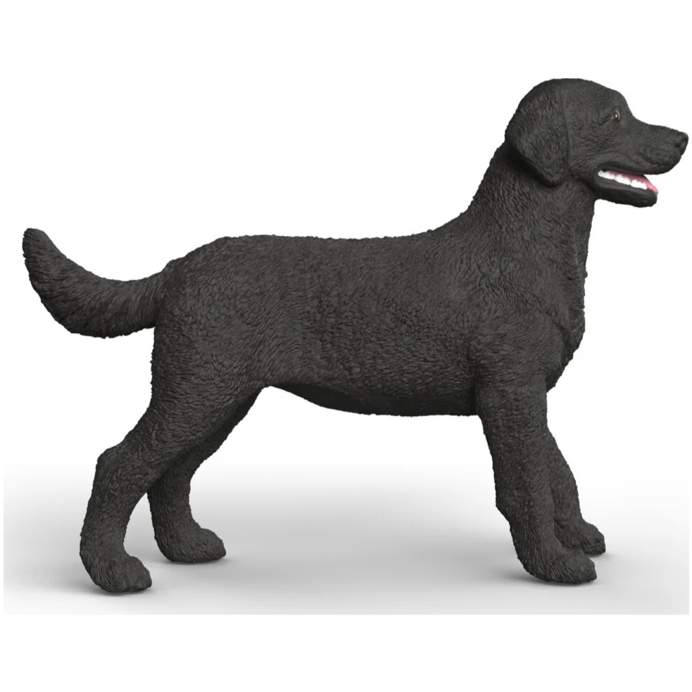 Black Labrador Retriever, Female - Image 2