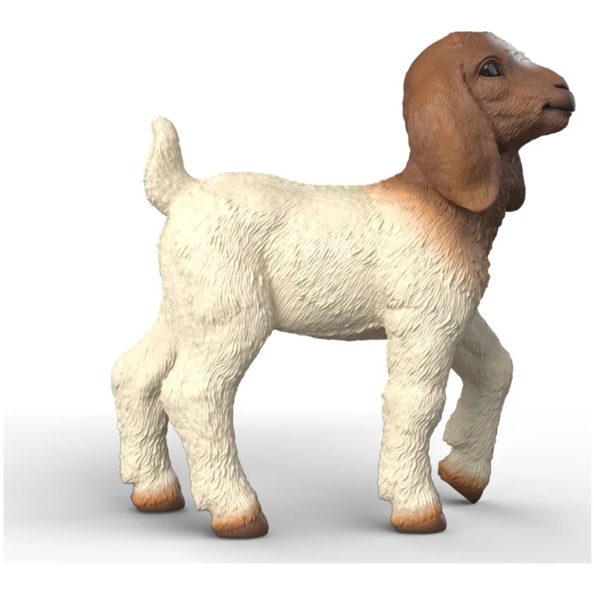 Boer Goat Kid - Image 1
