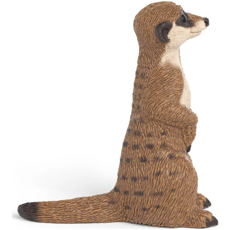 Meerkat - Image 1