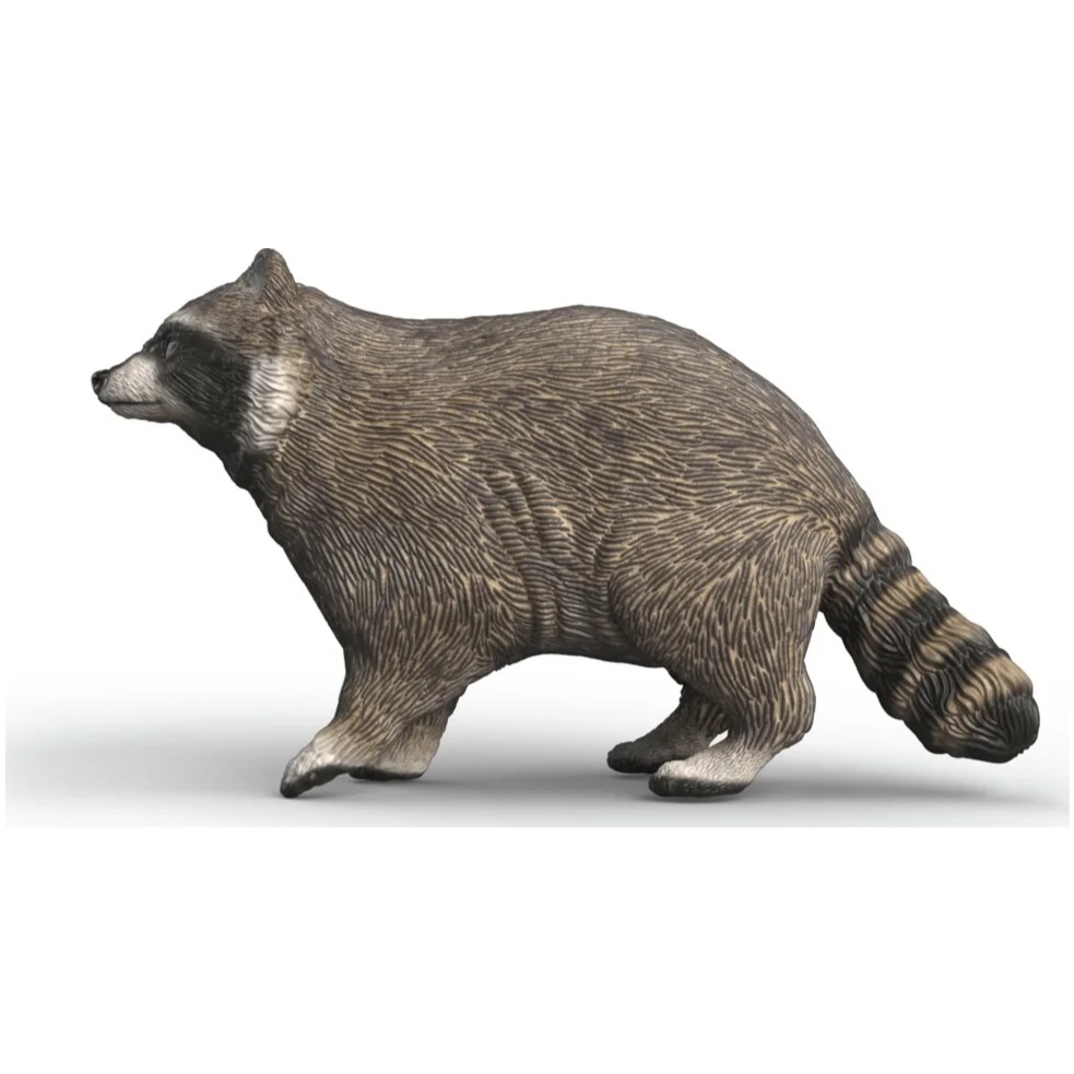 Racoon - Image 2
