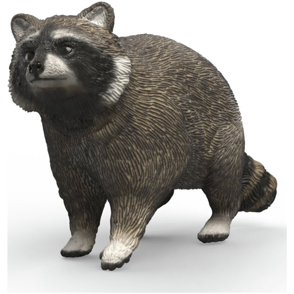 Racoon