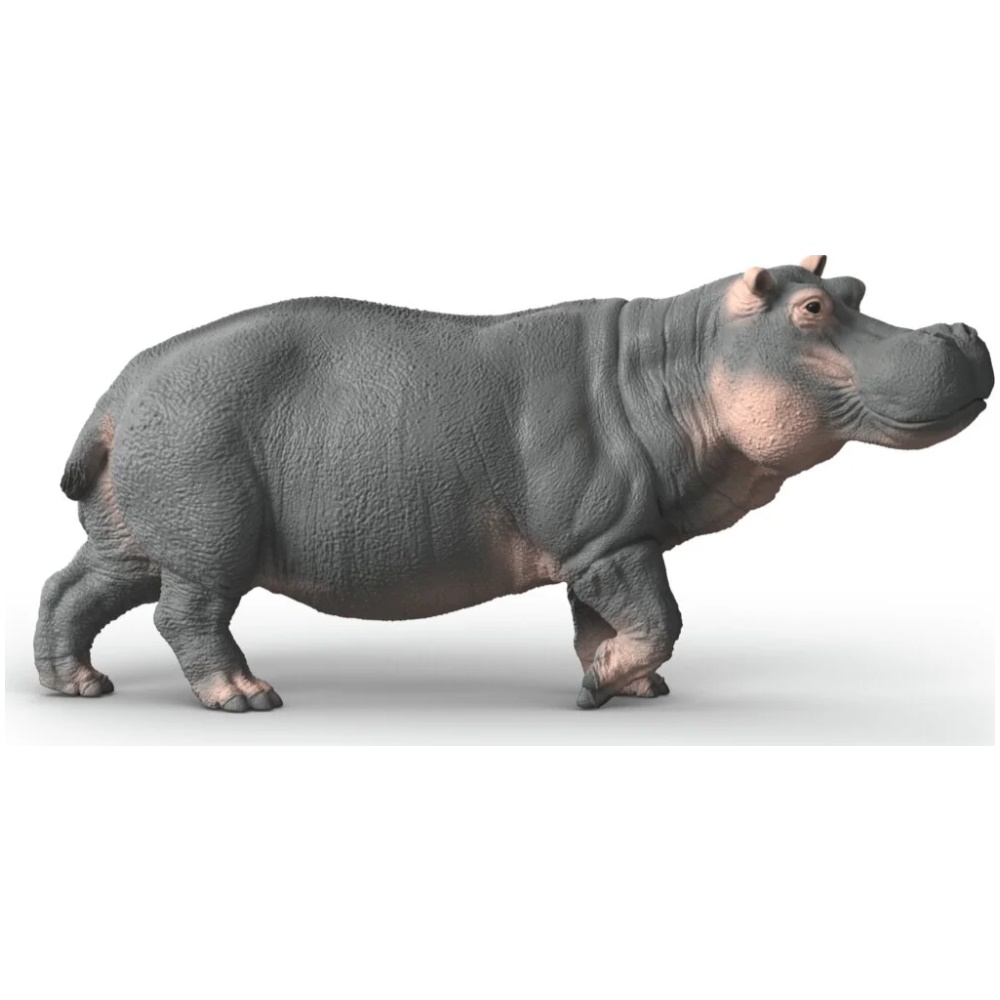 Hippopotamus - Image 1