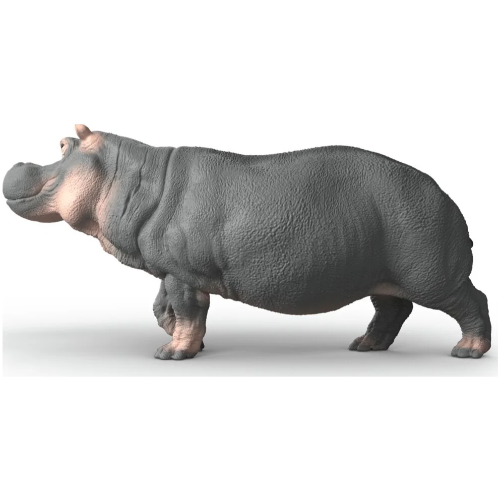 Hippopotamus - Image 2