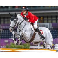 Preview Clooney 51 - Champion Show Jumper - Image 2