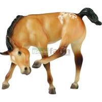 Preview Buttercup - Appaloosa Foal