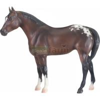 Preview My Favorite Horse Appaloosa