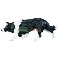 Preview Border Collie